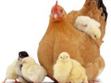 Gà ta rớt giá thảm, dân xách mớ 3 mớ 7 ra phố bán rẻ